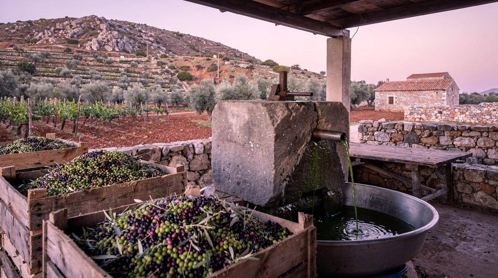 Frantoi e degustazioni di olio d'oliva a Creta