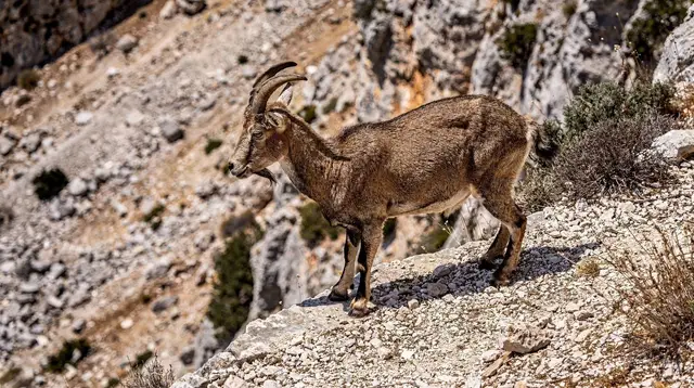 Wildlife in Crete: Kri-Kri, Snakes and Vultures
