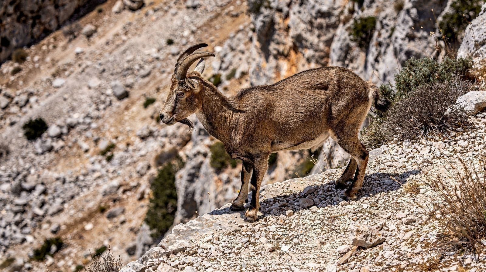 Wildlife in Crete: Kri-Kri, Snakes and Vultures